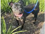 Adopt Midnight a Pit Bull Terrier