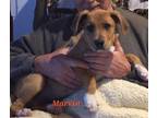 Adopt Puppies! Just click, what's the harm in just looking:)? a Black and Tan
