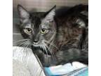 Adopt Smokey a Domestic Short Hair