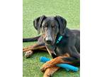 Adopt Grover a Doberman Pinscher, Shepherd