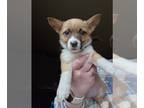 Pembroke Welsh Corgi PUPPY FOR SALE ADN-750519 - Purple Collar