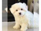 Maltipoo PUPPY FOR SALE ADN-750373 - The babies have arrived