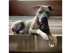 Adopt Loki a Pit Bull Terrier