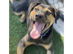 Adopt Propel a Mixed Breed