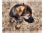 German Shepherd Dog PUPPY FOR SALE ADN-750410 - German shepherd puppies