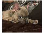 French Bulldog PUPPY FOR SALE ADN-750633 - BEAUTIFUL FRENCHIE PUPPY GREAT DEAL