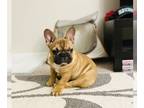 French Bulldog PUPPY FOR SALE ADN-750747 - Shes looking at you and for you