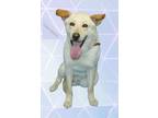 Adopt Luke a Labrador Retriever