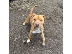 Adopt Boss a American Staffordshire Terrier