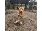 Adopt Boss a American Staffordshire Terrier