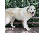 Adopt 6225 Yeti a Great Pyrenees