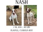 Adopt Nash a Pointer, Mixed Breed
