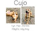 Adopt Cujo a Mixed Breed