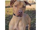 Adopt Phil a Pit Bull Terrier