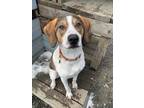 Adopt Troopa a Hound, Mixed Breed