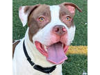 Adopt Milton a Pit Bull Terrier