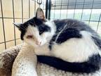 Adopt Kevin a Domestic Short Hair