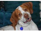 Adopt Cody- Foster to Adopt a Pointer, Brittany Spaniel