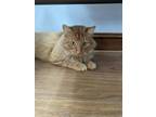 Adopt Lambert a Domestic Medium Hair