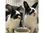 Adopt Kevin a Bunny Rabbit