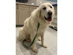 Adopt Finn - New to Rescue - Needs Foster following surgery a Great Pyrenees