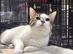 Adopt Ringo a Domestic Short Hair