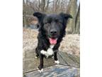 Adopt Loki - ABN and microchipped, fee waived!! a Border Collie, Shepherd