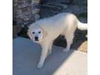 Adopt Butch a Great Pyrenees