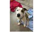 Adopt Link a Pit Bull Terrier