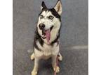 Adopt Noah a Siberian Husky