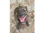 Adopt Jayce a Pit Bull Terrier