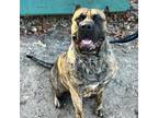 Adopt Gino a Presa Canario