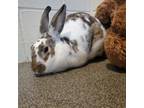 Adopt Hops - Foster a Bunny Rabbit