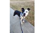 Adopt Benny a Pit Bull Terrier, Border Collie