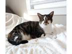 Adopt Damien (Zane) a American Shorthair