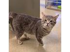 Adopt Gareth a Domestic Short Hair