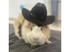 Adopt Maui a Guinea Pig