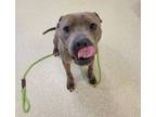 Adopt Dale a Pit Bull Terrier, Mixed Breed