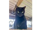 Adopt Montana a American Shorthair