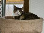 Adopt Highland a Tabby, American Shorthair