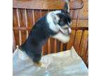 Pembroke Welsh Corgi Puppy for sale in Hudson, MI, USA