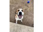 Adopt George a Great Pyrenees, Pit Bull Terrier