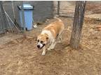 Adopt Forest a Great Pyrenees, Pit Bull Terrier