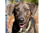 Adopt Buckee a Plott Hound