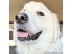 Adopt Teddy in CT - Leans Into Your Legs For Love! a Great Pyrenees