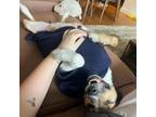 Adopt Kenton a Beagle, Terrier