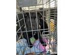 Adopt Krypto a Black Labrador Retriever, Pit Bull Terrier