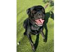 Adopt Mowgli a Rottweiler, Labrador Retriever