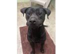 Adopt Keanu a Boxer, Black Labrador Retriever