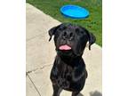 Adopt Keanu a Boxer, Black Labrador Retriever